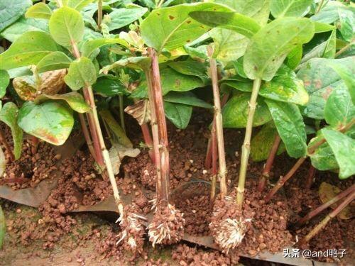 小狗种美丽鲜花-3:无根玫瑰枝能否种植？如何种植？