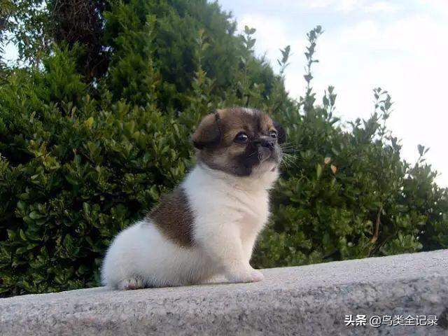 世界名犬图片:世界上哪种狗对主人最忠诚？请排名？