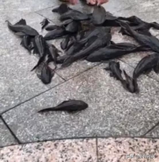 清道夫鱼生病了怎么办:有什么好办法消灭“清道夫”这种的入侵鱼类？