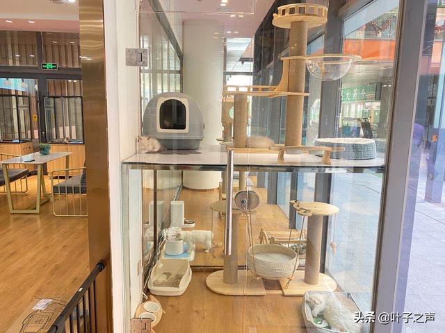 狗狗宠物店要开在什么位置:开一家宠物店店址怎么选？
