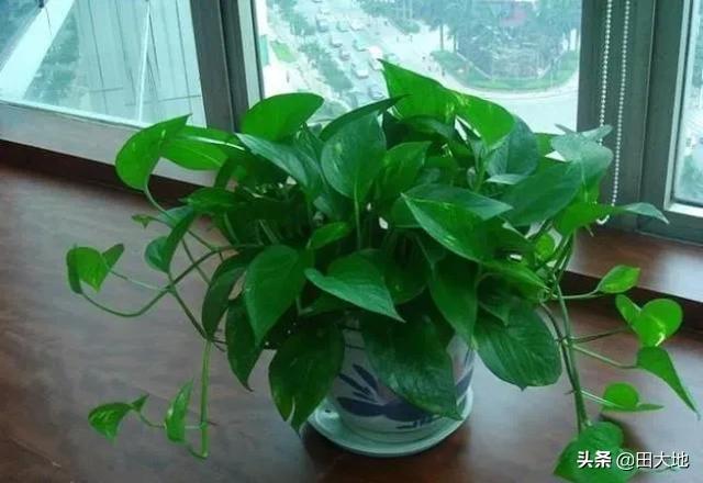 刚种的小叶桢楠树苗叶子发蔫:虎皮兰新发出来的小叶片枯了是怎么回事？