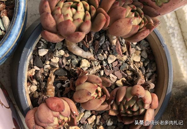 薄雪万年草:黄金万年草如何才能养到爆盆？