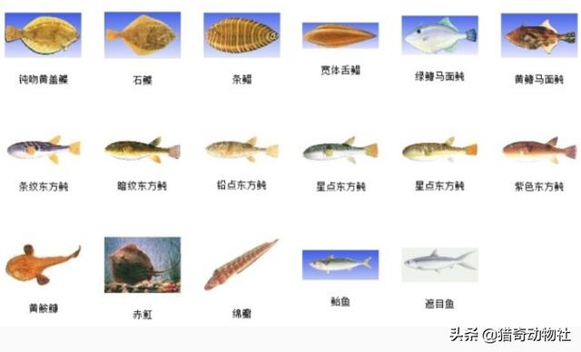 鱼类:鱼类大全名称图片 鱼的名称有哪些，哪个鱼好吃？