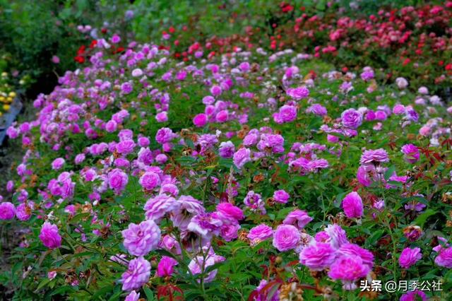 欧洲月季花品种介绍:月季花欧月品种介绍 养好欧月需要花多少时间和金钱？月季好养吗？