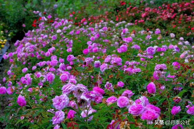 欧洲月季花品种介绍:欧洲月季花有什么品种 什么品种的月季可以放在北阳台养护？