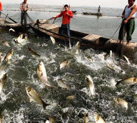 观赏水族疾病防治学:水产养殖常有中毒现象发生，该如何区分与应对？