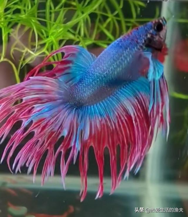 我爱观赏鱼小北子:有谁喜欢水族造景，喜欢观赏鱼吗？这个行业怎么样？