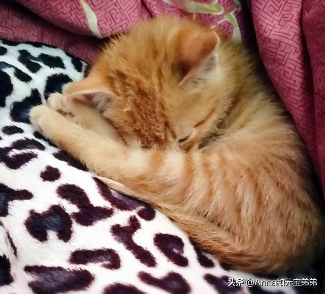 一个月的小土狗有跳蚤:刚生的小猫有跳蚤怎么办？