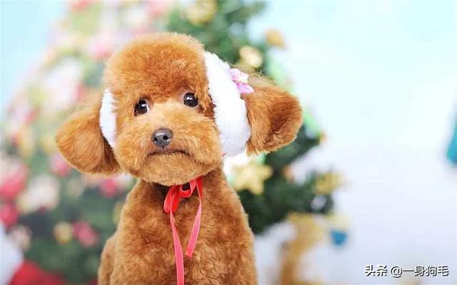世界犬类智商排名中国:中华田园犬为什么是世界上智商最低的狗？