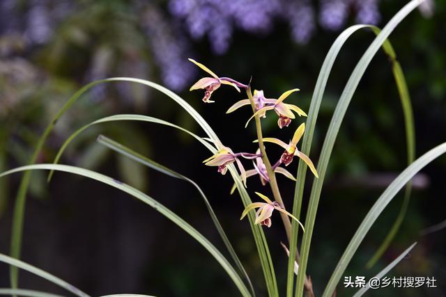 兰花的种植方法:兰花要怎样种才好，怎样才不会烂根？