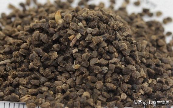 北方大花金鸡菊栽培时间:大花飞燕草种子催芽方法？