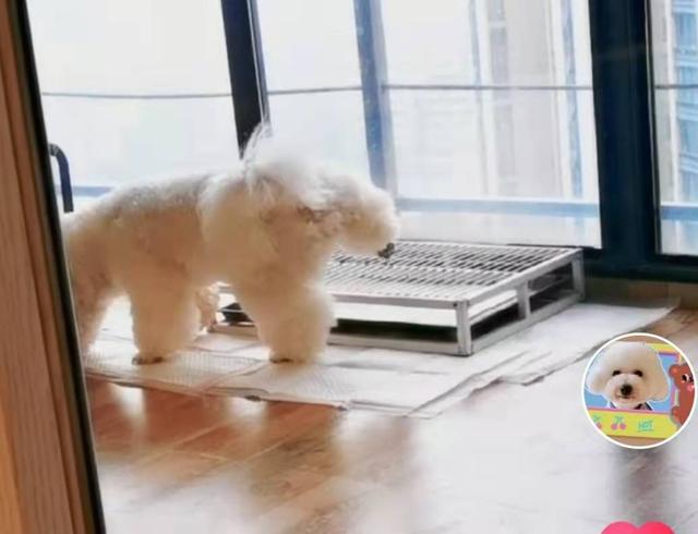 狗狗尿木地板怎么处理:怎样有效的去除地板上的狗尿味？