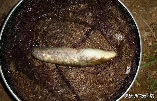 我手秃鹫的活饵:钓野生鲶鱼用泥鳅作饵，到底钩挂嘴、挂背还是挂尾巴呢？