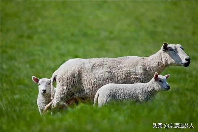 养羊和养牛哪个省力风险低，同样条件下养牛和养羊哪个效益会高点，风险会小点？