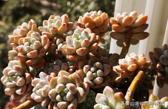 罗琦老公:多肉劳尔和罗琦有什么区别？