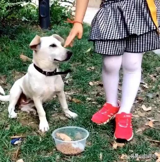 虐狗门:邻居家养了一只小狗，经常听到狗子被打的惨叫，怎么办？