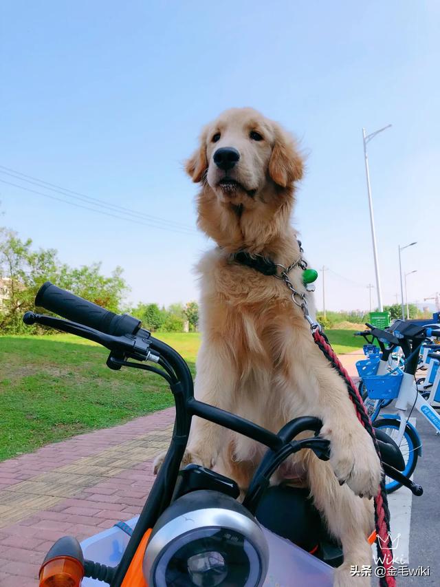 宠物店的金毛犬好养吗:金毛犬、贵宾犬（泰迪）哪个好养？