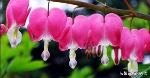 悟空问答 你是从什么时候喜欢养花的 主题阳光的回答 0赞