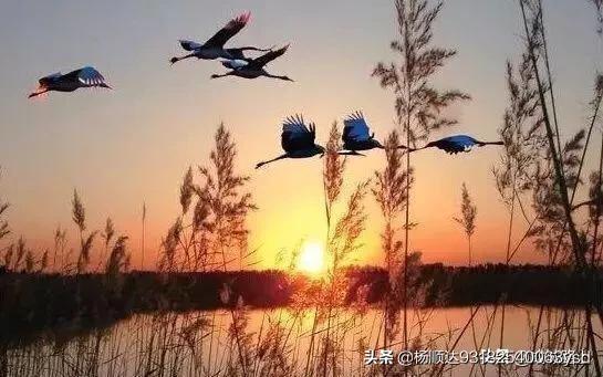 为什么觉得崔颢的《黄鹤楼》写的并不好？