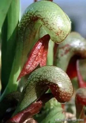 眼镜蛇瓶子草属:世界上最恐怖的植物是什么？