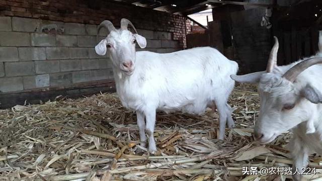 河北羊驼养殖:羊驼养殖加盟 河北山区里适合养殖山羊还是绵羊，主要做繁殖，半牧半圈养？