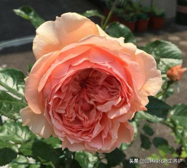 vents月季花品种介绍及图片:伊芙月季里最香的品种 月季朱丽叶好种吗？有哪些技巧？