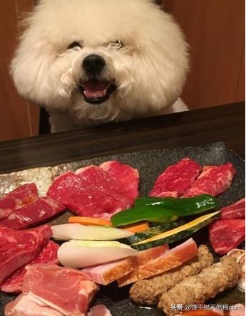 比熊狗粮对泪痕好:比熊爱你会有哪些表现呢？