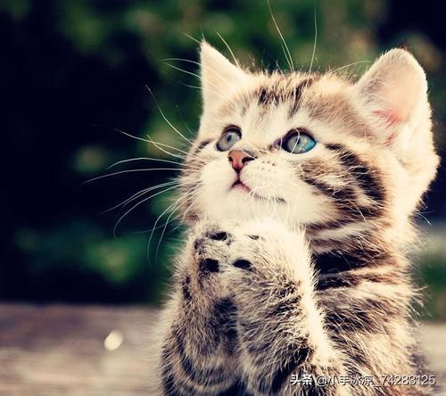 猫咪被当公主养:怎么说服父母再养一只猫？