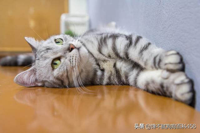 素力高海藻粉对猫咪的作用:哪些猫咪生活不能自理，流浪就无法生存？