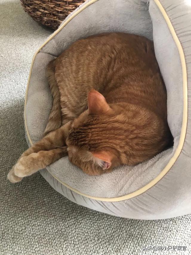 被家猫咬了:小孩被家猫咬到手需要打疫苗吗？