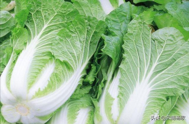 白菜类蔬菜营养生长期，白菜在莲座期间怎样管理？