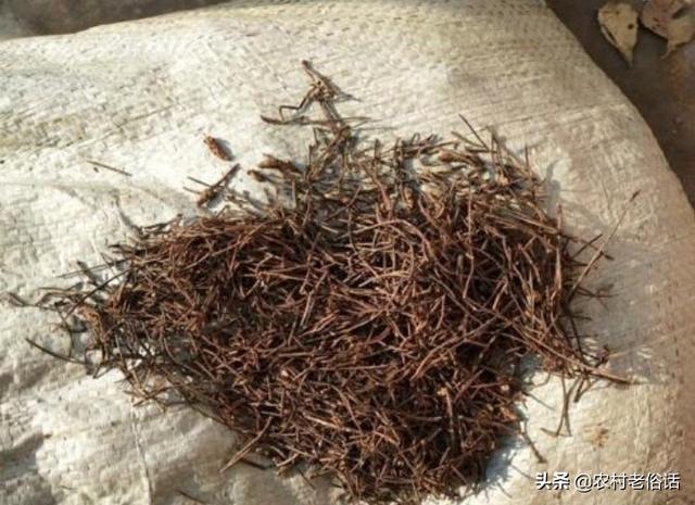 松针土是酸性还是碱性，松树林里的腐殖土是酸性还是碱性