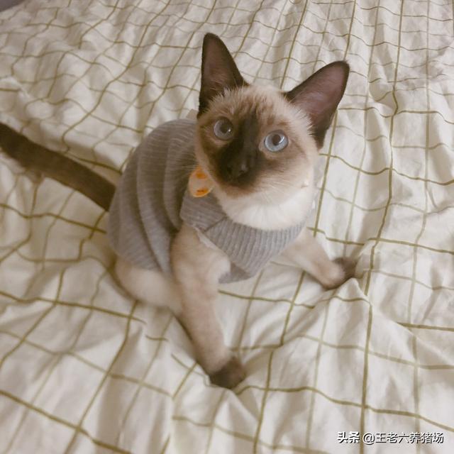 养纯种猫和非纯种猫的优缺点:猫的血统为什么那么重要，为什么血统纯正的猫那么贵还有人买？