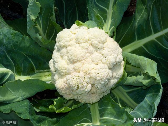 头条问答 冬季时 花椰菜如何进行田间管理 种菜姑娘的回答 0赞