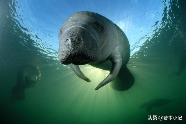 斯特拉大海牛是怎么灭绝的？和人类有关系吗？