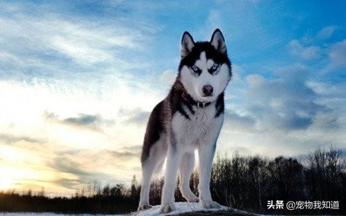 铁岭宠物交易市松师犬:铁岭开宠物店需要多少资金？