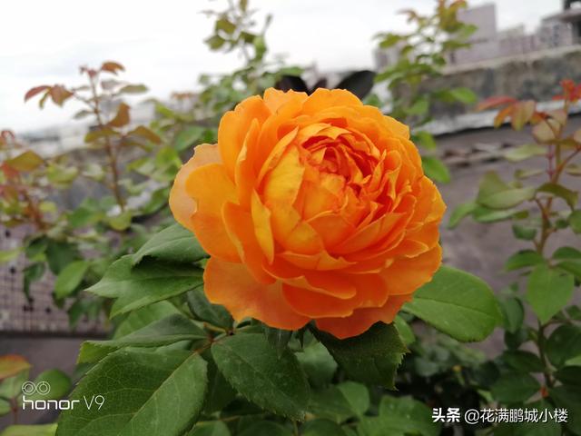 最香的几款月季品种是什么？插图34