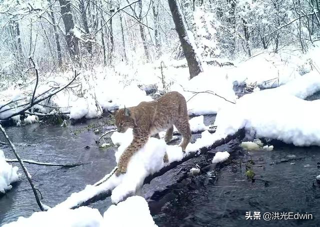 欧洲野牛在哪里打:欧洲野牛怎么打 据说切尔诺贝利核事故禁区现在成了动物的家园，真的吗？