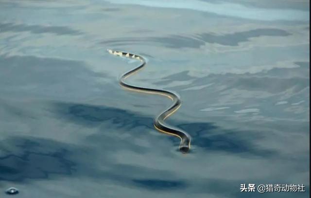 浙江临海警方破获一起特大非法捕捞案，海蛇算不算野生动物？吃它会不会被抓？