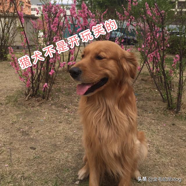 金毛犬性格:金毛有什么特点?养金毛要注意点什么？