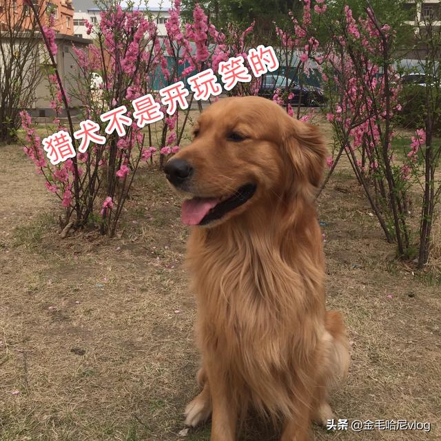 金毛犬性格缺点:金毛有什么特点?养金毛要注意点什么？