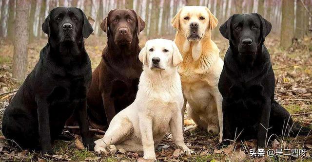 拉布拉多幼犬喂养食量:新手怎样喂养拉布拉多幼犬？