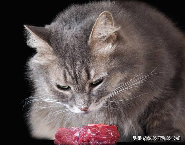 猫咪的肉真是酸的吗，猫咪喜欢吃生肉还是熟肉，吃生肉好还是吃熟肉好