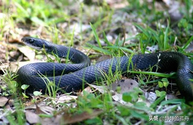 翠青蛇和竹叶青图片:翠青蛇和竹叶青有毒吗 鄂西北山区，有哪些蛇类，农民该怎么区分毒蛇？