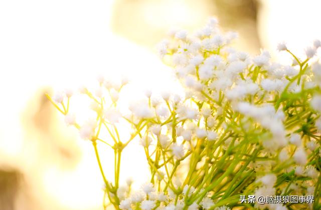 满天星是十大切花之一，满天星适合在室内养护吗(满天星有毒能放室内吗)