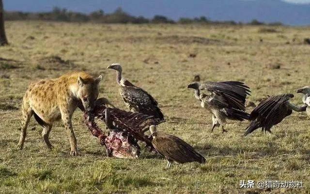 食源性寄生虫病的防御:夏季食源性疾病来袭，如何应对病从口入？