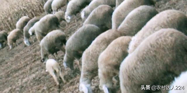 豆科牧草:养羊种植什么牧草可以过冬？