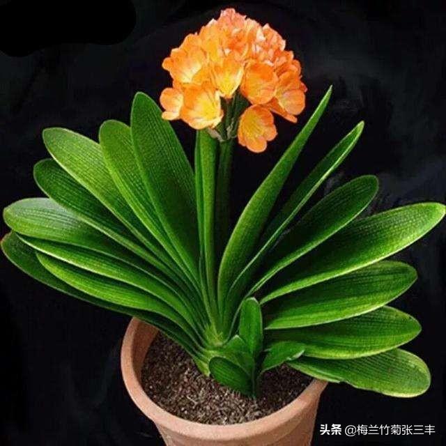 头条问答 如何判别君子兰品种的好坏 59个回答