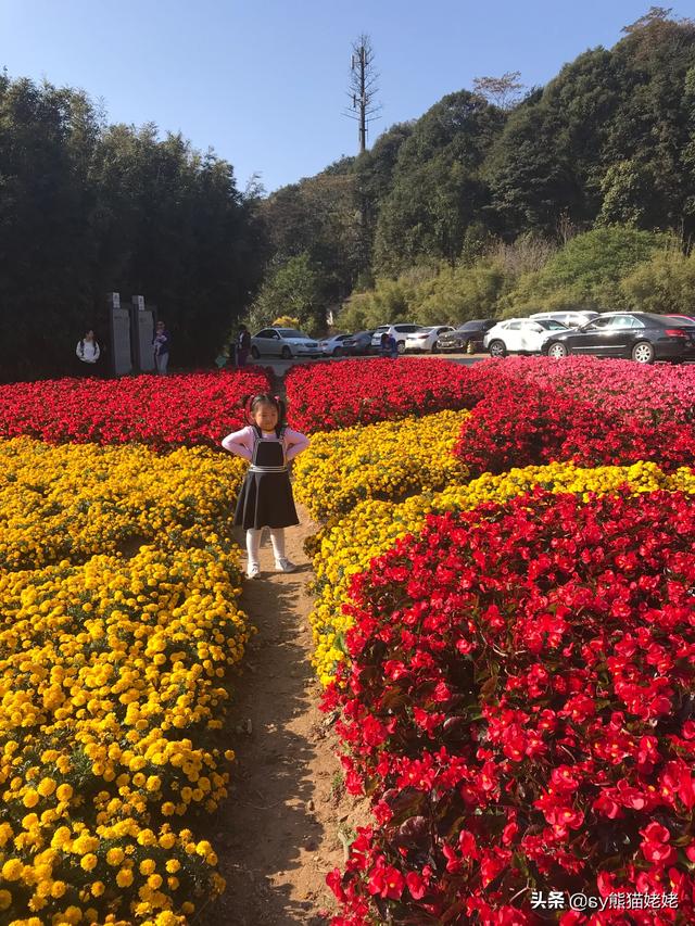 头条问答 19年12月花海有哪些 小灵浪啊浪的回答 0赞