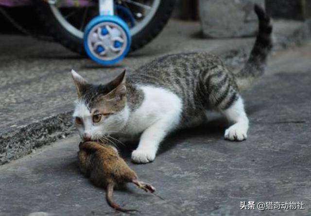 母猫会养小猫吗:为什么小猫长大后，母猫就会讨厌小猫呢？